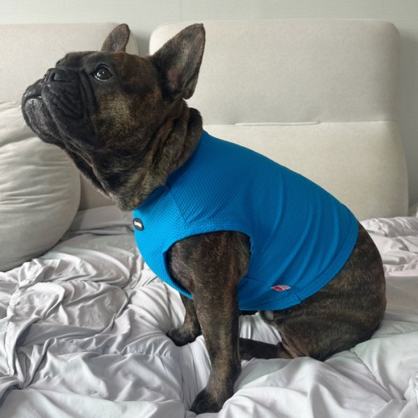 画像16: フレブル服  L XL 2XL 3XL 4XL 5XL  接触冷感 クール メッシュ クロップド タンクトップ ひんやり 中型犬 大型犬 フレンチブルドッグ パグ  夏 doggystar ドッギースター 即日発送できます (16)