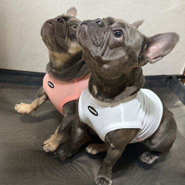 画像24: フレブル服  L XL 2XL 3XL 4XL 5XL  接触冷感 クール メッシュ クロップド タンクトップ ひんやり 中型犬 大型犬 フレンチブルドッグ パグ  夏 doggystar ドッギースター 即日発送できます (24)