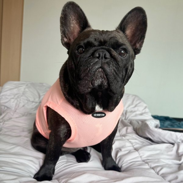 画像30: フレブル服  L XL 2XL 3XL 4XL 5XL  接触冷感 クール メッシュ クロップド タンクトップ ひんやり 中型犬 大型犬 フレンチブルドッグ パグ  夏 doggystar ドッギースター 即日発送できます (30)