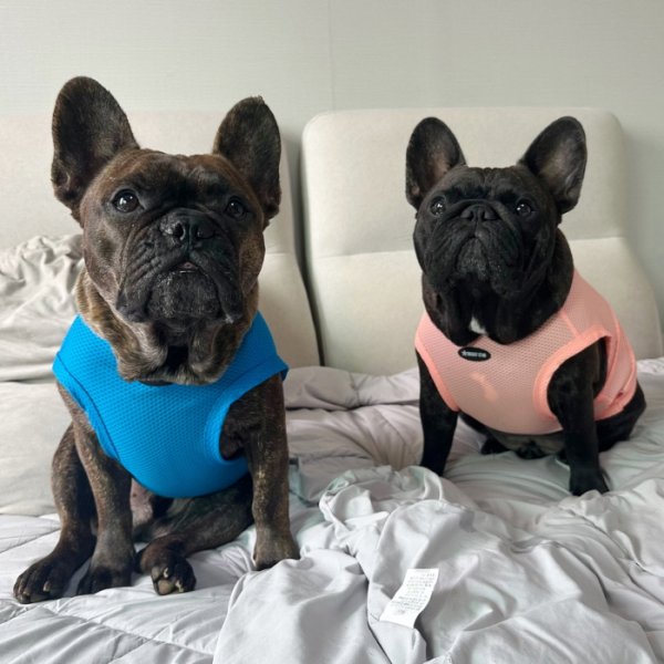 画像32: フレブル服  L XL 2XL 3XL 4XL 5XL  接触冷感 クール メッシュ クロップド タンクトップ ひんやり 中型犬 大型犬 フレンチブルドッグ パグ  夏 doggystar ドッギースター 即日発送できます (32)