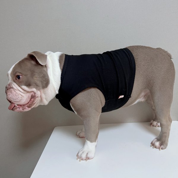 画像10: フレブル服  L XL 2XL 3XL 4XL 5XL  接触冷感 クール メッシュ クロップド タンクトップ ひんやり 中型犬 大型犬 フレンチブルドッグ パグ  夏 doggystar ドッギースター 即日発送できます (10)