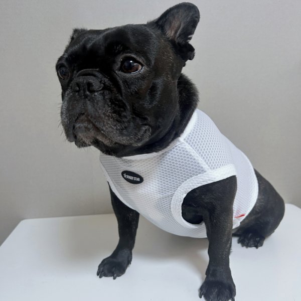 画像22: フレブル服  L XL 2XL 3XL 4XL 5XL  接触冷感 クール メッシュ クロップド タンクトップ ひんやり 中型犬 大型犬 フレンチブルドッグ パグ  夏 doggystar ドッギースター 即日発送できます (22)