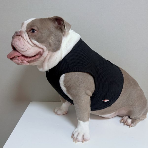 画像9: フレブル服  L XL 2XL 3XL 4XL 5XL  接触冷感 クール メッシュ クロップド タンクトップ ひんやり 中型犬 大型犬 フレンチブルドッグ パグ  夏 doggystar ドッギースター 即日発送できます (9)