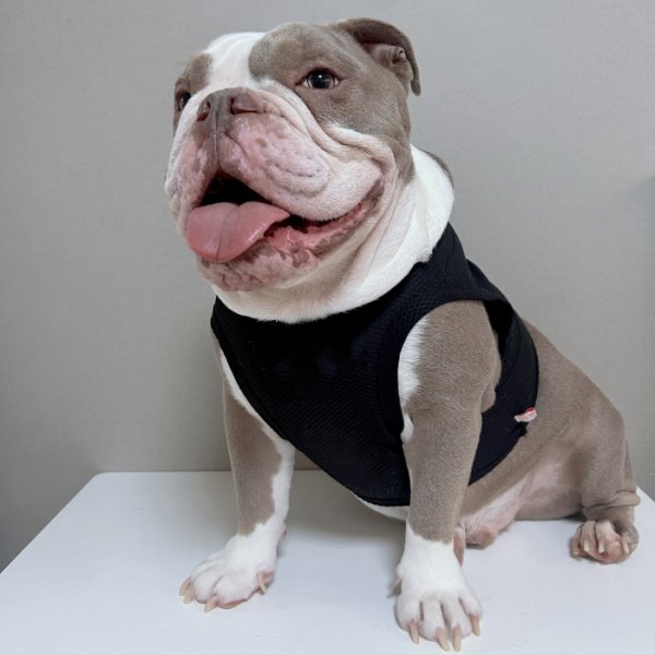 画像8: フレブル服  L XL 2XL 3XL 4XL 5XL  接触冷感 クール メッシュ クロップド タンクトップ ひんやり 中型犬 大型犬 フレンチブルドッグ パグ  夏 doggystar ドッギースター 即日発送できます (8)