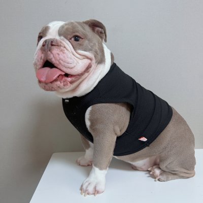 画像3: フレブル服  L XL 2XL 3XL 4XL 5XL  接触冷感 クール メッシュ クロップド タンクトップ ひんやり 中型犬 大型犬 フレンチブルドッグ パグ  夏 doggystar ドッギースター 6/10より発送