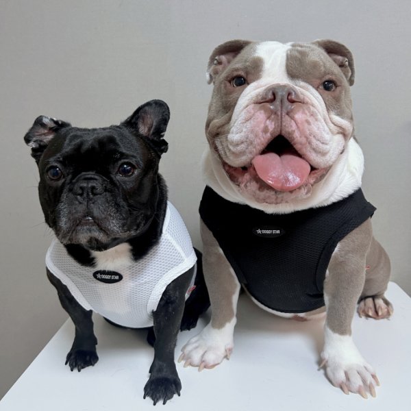 画像1: フレブル服  L XL 2XL 3XL 4XL 5XL  接触冷感 クール メッシュ クロップド タンクトップ ひんやり 中型犬 大型犬 フレンチブルドッグ パグ  夏 doggystar ドッギースター 6/10より発送 (1)