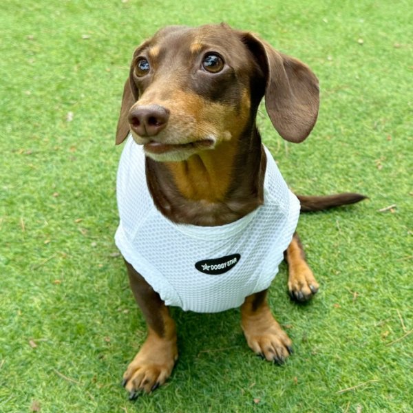 画像11: ダックス服 S M L XL  接触冷感 クール クロップド タンクトップ ひんやり 小型犬 中型犬 ダックスフンド  夏 doggystar ドッギースター 即日発送出来ます (11)