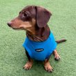 画像26: ダックス服 S M L XL  接触冷感 クール クロップド タンクトップ ひんやり 小型犬 中型犬 ダックスフンド  夏 doggystar ドッギースター 即日発送出来ます (26)