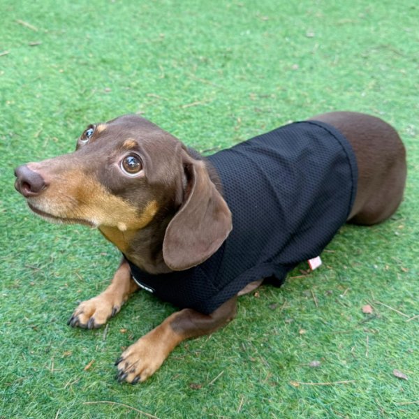 画像35: ダックス服 S M L XL  接触冷感 クール クロップド タンクトップ ひんやり 小型犬 中型犬 ダックスフンド  夏 doggystar ドッギースター 即日発送出来ます (35)