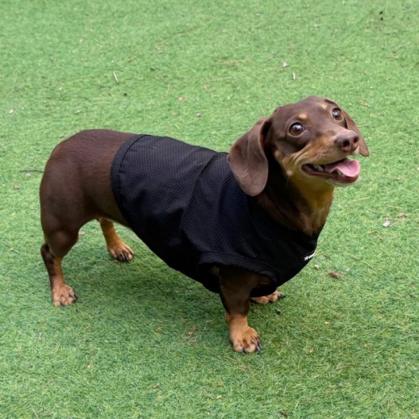 画像33: ダックス服 S M L XL  接触冷感 クール クロップド タンクトップ ひんやり 小型犬 中型犬 ダックスフンド  夏 doggystar ドッギースター 即日発送出来ます (33)