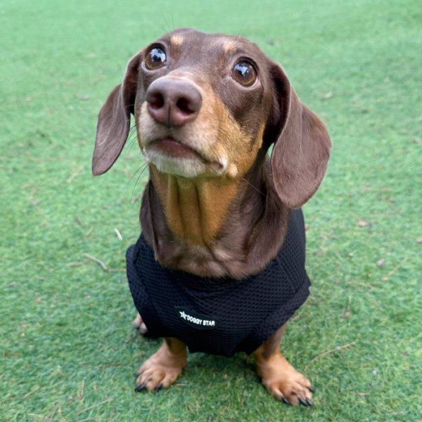 画像34: ダックス服 S M L XL  接触冷感 クール クロップド タンクトップ ひんやり 小型犬 中型犬 ダックスフンド  夏 doggystar ドッギースター 即日発送出来ます (34)