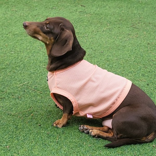 画像21: ダックス服 S M L XL  接触冷感 クール クロップド タンクトップ ひんやり 小型犬 中型犬 ダックスフンド  夏 doggystar ドッギースター 即日発送出来ます (21)