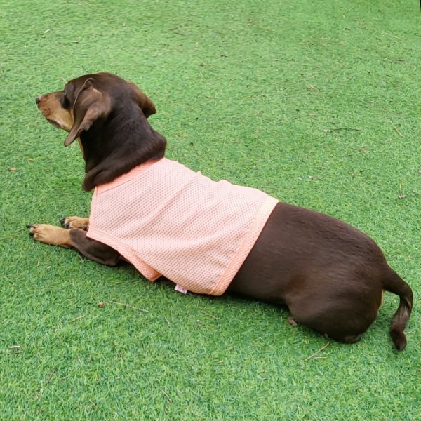 画像20: ダックス服 S M L XL  接触冷感 クール クロップド タンクトップ ひんやり 小型犬 中型犬 ダックスフンド  夏 doggystar ドッギースター 即日発送出来ます (20)