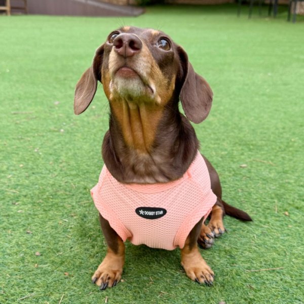 画像19: ダックス服 S M L XL  接触冷感 クール クロップド タンクトップ ひんやり 小型犬 中型犬 ダックスフンド  夏 doggystar ドッギースター 即日発送出来ます (19)