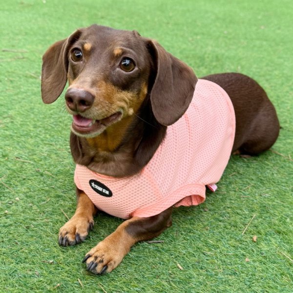 画像18: ダックス服 S M L XL  接触冷感 クール クロップド タンクトップ ひんやり 小型犬 中型犬 ダックスフンド  夏 doggystar ドッギースター 即日発送出来ます (18)