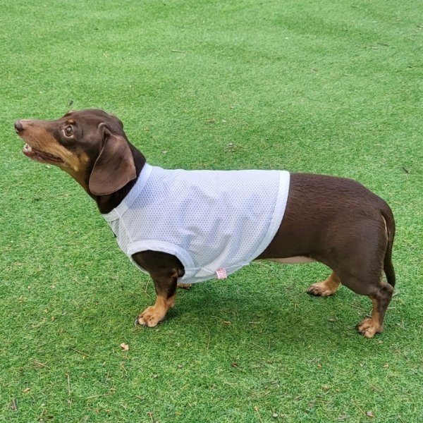 画像13: ダックス服 S M L XL  接触冷感 クール クロップド タンクトップ ひんやり 小型犬 中型犬 ダックスフンド  夏 doggystar ドッギースター 即日発送出来ます (13)