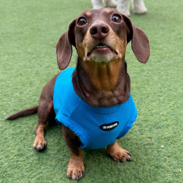 画像28: ダックス服 S M L XL  接触冷感 クール クロップド タンクトップ ひんやり 小型犬 中型犬 ダックスフンド  夏 doggystar ドッギースター 即日発送出来ます (28)