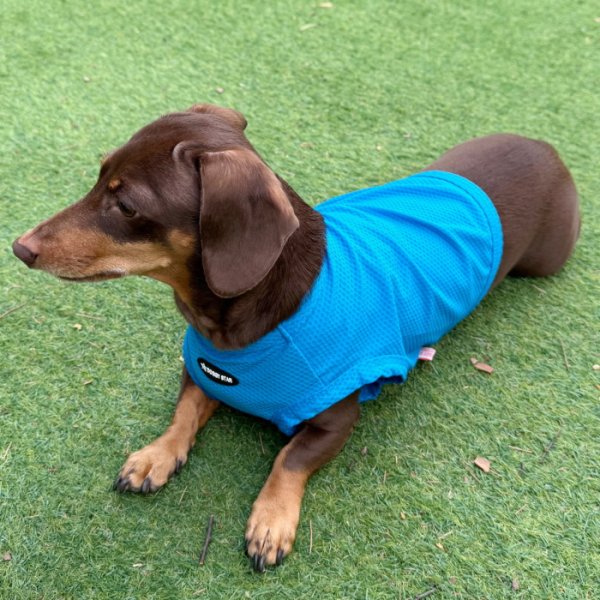 画像27: ダックス服 S M L XL  接触冷感 クール クロップド タンクトップ ひんやり 小型犬 中型犬 ダックスフンド  夏 doggystar ドッギースター 即日発送出来ます (27)