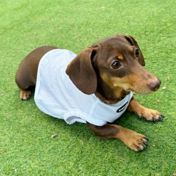 画像12: ダックス服 S M L XL  接触冷感 クール クロップド タンクトップ ひんやり 小型犬 中型犬 ダックスフンド  夏 doggystar ドッギースター 即日発送出来ます (12)