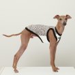 画像8: イタグレ服 S M L XL 2XL 3XL ヒョウ柄 タンクトップ Tシャツ レオパード 小型犬 中型犬 大型犬 春 夏服 doggystar ドッギースター 6/24より発送 (8)