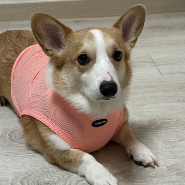 画像35: コーギー服 2XL 3XL 4XL 5XL  接触冷感 クール メッシュ  クロップド タンクトップ ひんやり 中型犬 大型犬  夏 doggystar ドッギースター 即日発送出来ます (35)