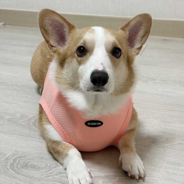 画像34: コーギー服 2XL 3XL 4XL 5XL  接触冷感 クール メッシュ  クロップド タンクトップ ひんやり 中型犬 大型犬  夏 doggystar ドッギースター 即日発送出来ます (34)