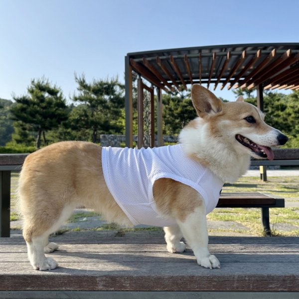 画像28: コーギー服 2XL 3XL 4XL 5XL  接触冷感 クール メッシュ  クロップド タンクトップ ひんやり 中型犬 大型犬  夏 doggystar ドッギースター 即日発送出来ます (28)