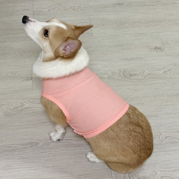 画像36: コーギー服 2XL 3XL 4XL 5XL  接触冷感 クール メッシュ  クロップド タンクトップ ひんやり 中型犬 大型犬  夏 doggystar ドッギースター 即日発送出来ます (36)