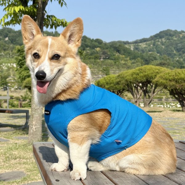 画像12: コーギー服 2XL 3XL 4XL 5XL  接触冷感 クール メッシュ  クロップド タンクトップ ひんやり 中型犬 大型犬  夏 doggystar ドッギースター 即日発送出来ます (12)
