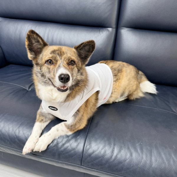 画像26: コーギー服 2XL 3XL 4XL 5XL  接触冷感 クール メッシュ  クロップド タンクトップ ひんやり 中型犬 大型犬  夏 doggystar ドッギースター 即日発送出来ます (26)