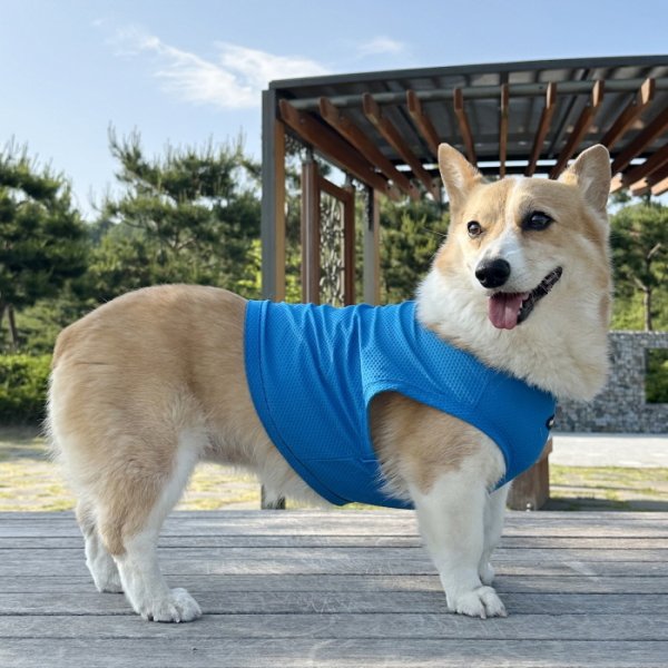 画像11: コーギー服 2XL 3XL 4XL 5XL  接触冷感 クール メッシュ  クロップド タンクトップ ひんやり 中型犬 大型犬  夏 doggystar ドッギースター 即日発送出来ます (11)