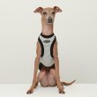 画像20: イタグレ服 S M L XL 2XL 3XL ヒョウ柄 タンクトップ Tシャツ レオパード 小型犬 中型犬 大型犬 春 夏服 doggystar ドッギースター 6/24より発送 (20)