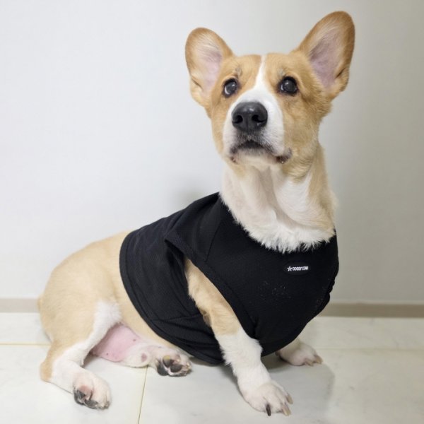 画像18: コーギー服 2XL 3XL 4XL 5XL  接触冷感 クール メッシュ  クロップド タンクトップ ひんやり 中型犬 大型犬  夏 doggystar ドッギースター 即日発送出来ます (18)