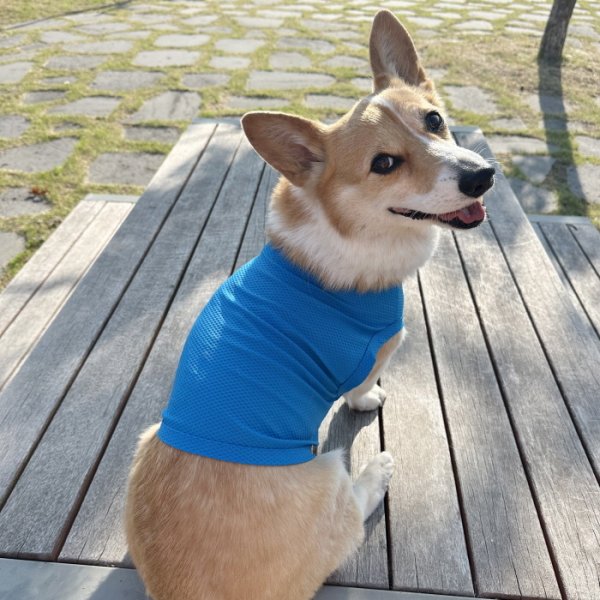 画像13: コーギー服 2XL 3XL 4XL 5XL  接触冷感 クール メッシュ  クロップド タンクトップ ひんやり 中型犬 大型犬  夏 doggystar ドッギースター 即日発送出来ます (13)