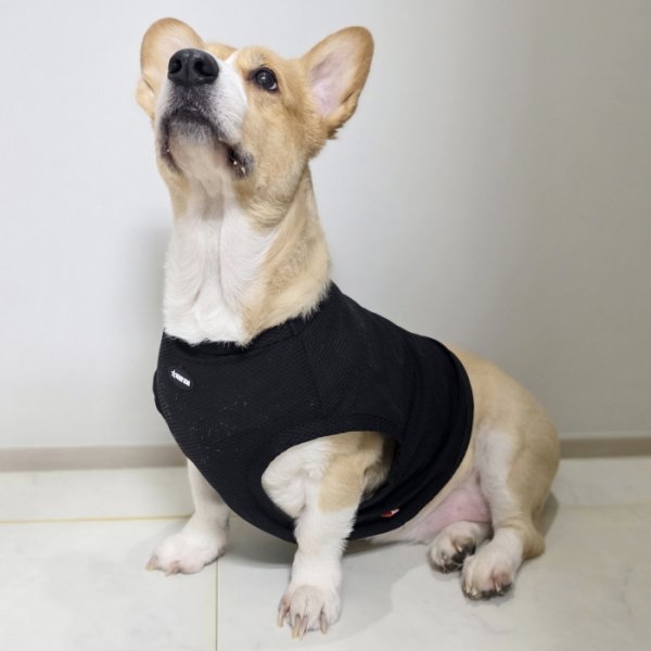 画像19: コーギー服 2XL 3XL 4XL 5XL  接触冷感 クール メッシュ  クロップド タンクトップ ひんやり 中型犬 大型犬  夏 doggystar ドッギースター 即日発送出来ます (19)