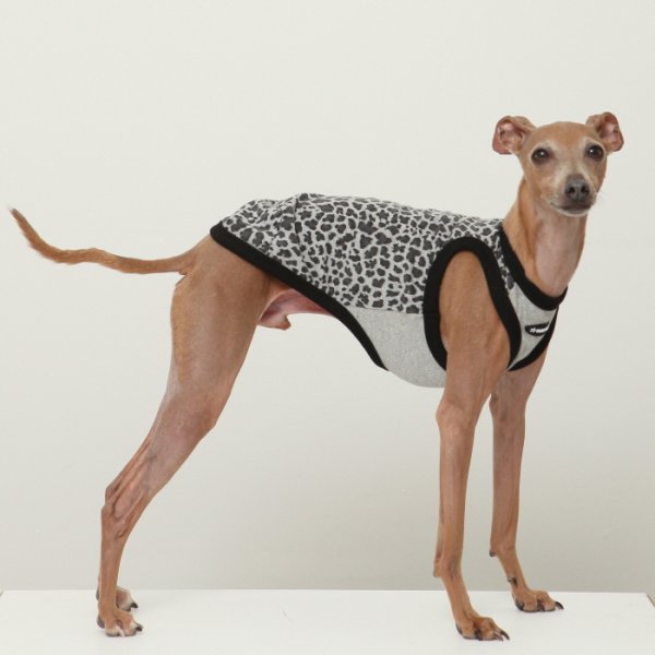 画像1: イタグレ服 S M L XL 2XL 3XL ヒョウ柄 タンクトップ Tシャツ レオパード 小型犬 中型犬 大型犬 春 夏服 doggystar ドッギースター 6/24より発送 (1)