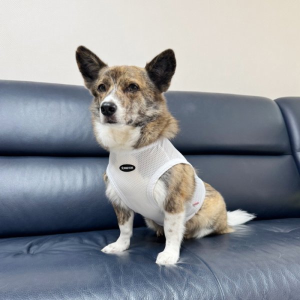 画像25: コーギー服 2XL 3XL 4XL 5XL  接触冷感 クール メッシュ  クロップド タンクトップ ひんやり 中型犬 大型犬  夏 doggystar ドッギースター 即日発送出来ます (25)