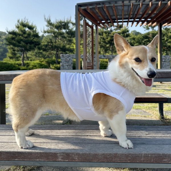 画像29: コーギー服 2XL 3XL 4XL 5XL  接触冷感 クール メッシュ  クロップド タンクトップ ひんやり 中型犬 大型犬  夏 doggystar ドッギースター 即日発送出来ます (29)