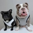 画像1: フレブル服  L XL 2XL 3XL 4XL 5XL  ヒョウ柄 タンクトップ レオパード 中型犬 大型犬 フレンチブルドッグ パグ  夏 doggystar ドッギースター 即日発送できます (1)