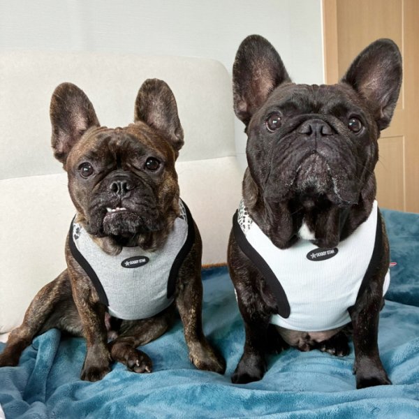 画像29: フレブル服  L XL 2XL 3XL 4XL 5XL  ヒョウ柄 タンクトップ レオパード 中型犬 大型犬 フレンチブルドッグ パグ  夏 doggystar ドッギースター 即日発送できます (29)