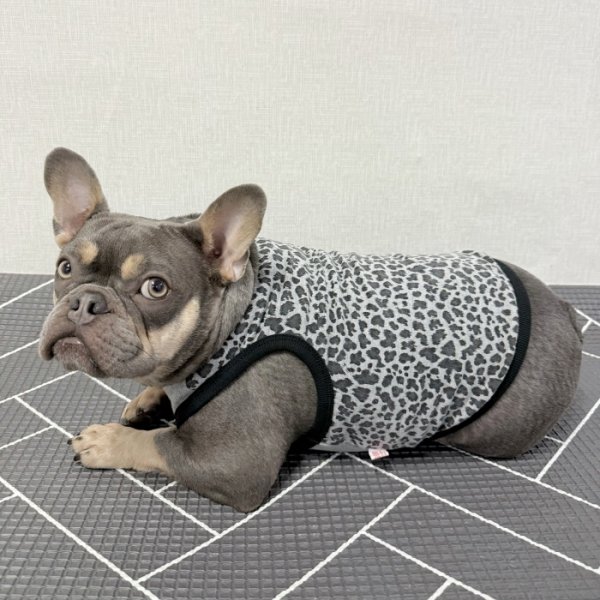 画像23: フレブル服  L XL 2XL 3XL 4XL 5XL  ヒョウ柄 タンクトップ レオパード 中型犬 大型犬 フレンチブルドッグ パグ  夏 doggystar ドッギースター 即日発送できます (23)