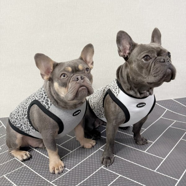 画像28: フレブル服  L XL 2XL 3XL 4XL 5XL  ヒョウ柄 タンクトップ レオパード 中型犬 大型犬 フレンチブルドッグ パグ  夏 doggystar ドッギースター 即日発送できます (28)