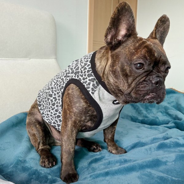 画像15: フレブル服  L XL 2XL 3XL 4XL 5XL  ヒョウ柄 タンクトップ レオパード 中型犬 大型犬 フレンチブルドッグ パグ  夏 doggystar ドッギースター 即日発送できます (15)