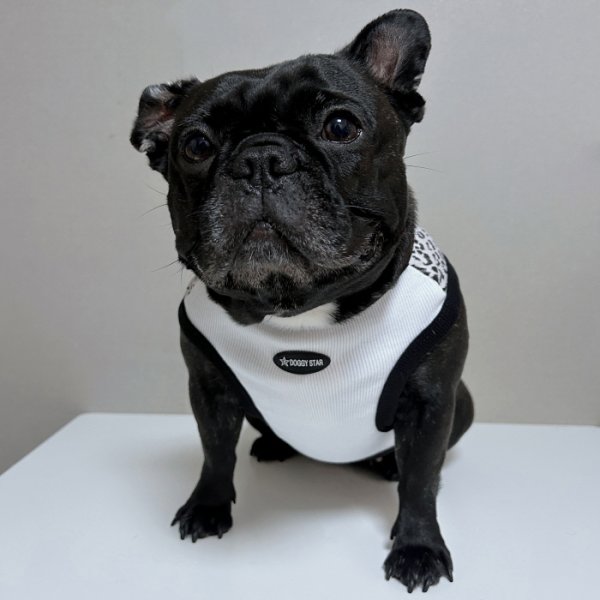 画像12: フレブル服  L XL 2XL 3XL 4XL 5XL  ヒョウ柄 タンクトップ レオパード 中型犬 大型犬 フレンチブルドッグ パグ  夏 doggystar ドッギースター 即日発送できます (12)