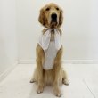画像19: 犬服 大型犬服 接触 冷感 Tシャツ スマイル 無地 S M L XL 2XL 3XL 4XL 5XL 6XL小型犬 中型犬 大型犬 ひんやり クール ベスト スカーフ付き 熱中症対策 doggystar ドッギースター 即日発送出来ます (19)