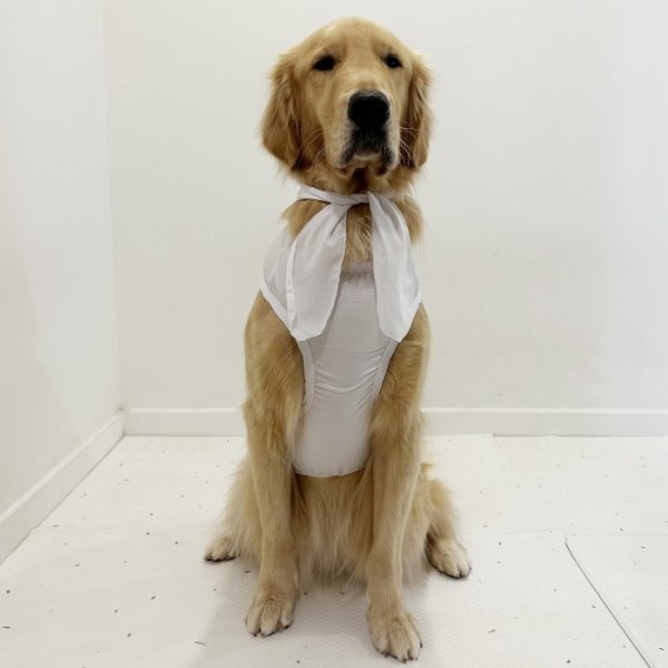 画像19: 犬服 大型犬服 接触 冷感 Tシャツ スマイル 無地 S M L XL 2XL 3XL 4XL 5XL 6XL小型犬 中型犬 大型犬 ひんやり クール ベスト スカーフ付き 熱中症対策 doggystar ドッギースター 即日発送出来ます (19)