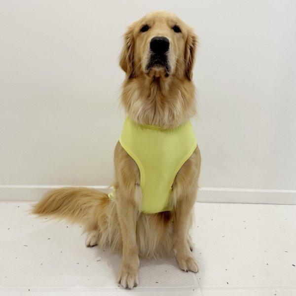 画像24: 犬服 大型犬服 接触 冷感 Tシャツ スマイル 無地 S M L XL 2XL 3XL 4XL 5XL 小型犬 中型犬 大型犬 ひんやり クール ベスト 熱中症対策 doggystar ドッギースター  即日発送出来ます (24)