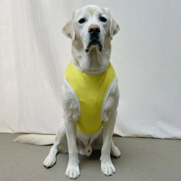 画像5: 犬 服 大型 犬服 接触 冷感 ひんやりクール ベスト スポーツ S M L XL  2XL 3XL 4XL 5XL 6XL 小型 犬 中型犬 大型犬 タンク トップ 熱中症対策 doggystar ドッギースター  即日発送出来ます (5)