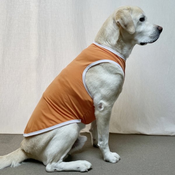 画像19: 犬 服 大型 犬服 接触 冷感 ひんやりクール ベスト スポーツ S M L XL  2XL 3XL 4XL 5XL 6XL 小型 犬 中型犬 大型犬 タンク トップ 熱中症対策 doggystar ドッギースター  即日発送出来ます (19)