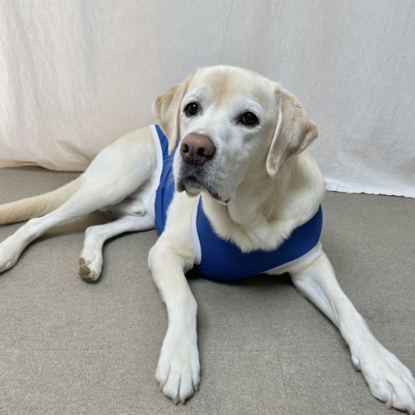 画像28: 犬 服 大型 犬服 接触 冷感 ひんやりクール ベスト スポーツ S M L XL  2XL 3XL 4XL 5XL 6XL 小型 犬 中型犬 大型犬 タンク トップ 熱中症対策 doggystar ドッギースター  即日発送出来ます (28)